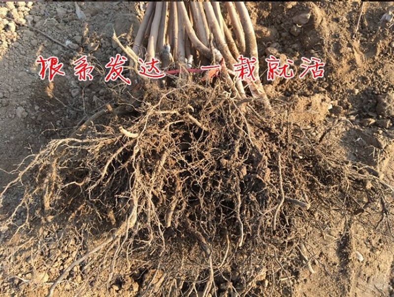 柿子苗树嫁接日本柿子树苗脆甜柿树南方北方种植地栽当年结果