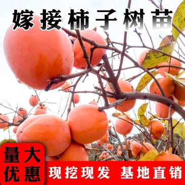 柿子苗树嫁接日本柿子树苗脆甜柿树南方北方种植地栽当年结果