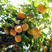 柿子苗树嫁接日本柿子树苗脆甜柿树南方北方种植地栽当年结果