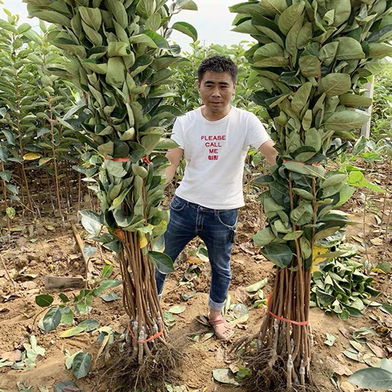 柿子苗树嫁接日本柿子树苗脆甜柿树南方北方种植地栽当年结果