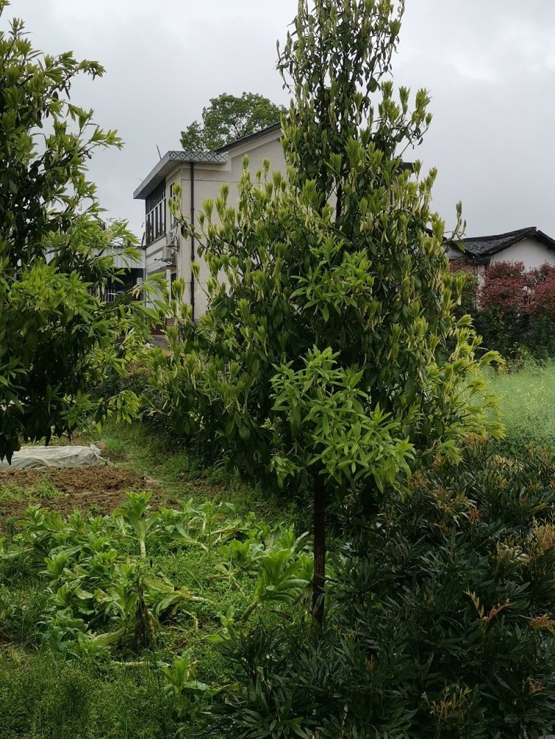 乐昌含笑景叶白兰湖南乐昌含笑3一20公分基地直销