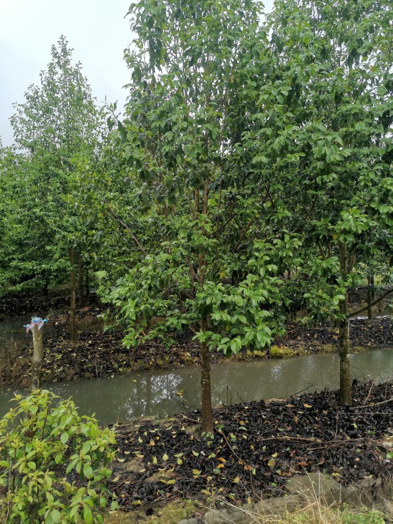 乐昌含笑景叶白兰湖南乐昌含笑3一20公分基地直销