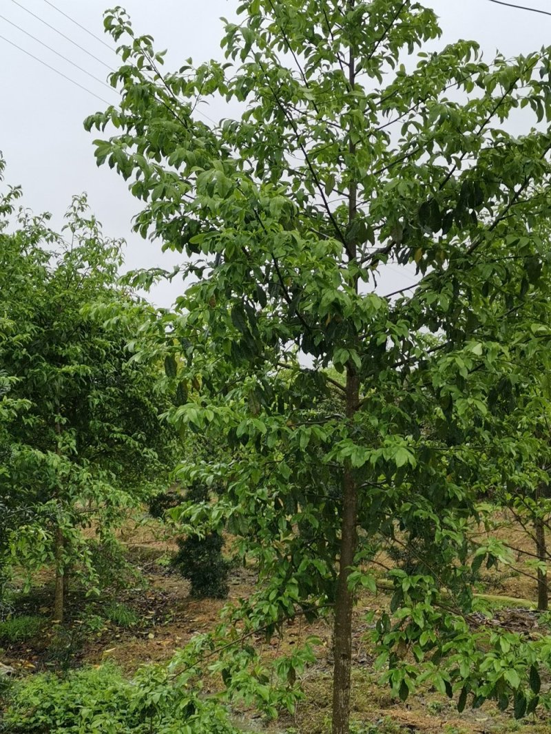 乐昌含笑景叶白兰湖南乐昌含笑3一20公分基地直销