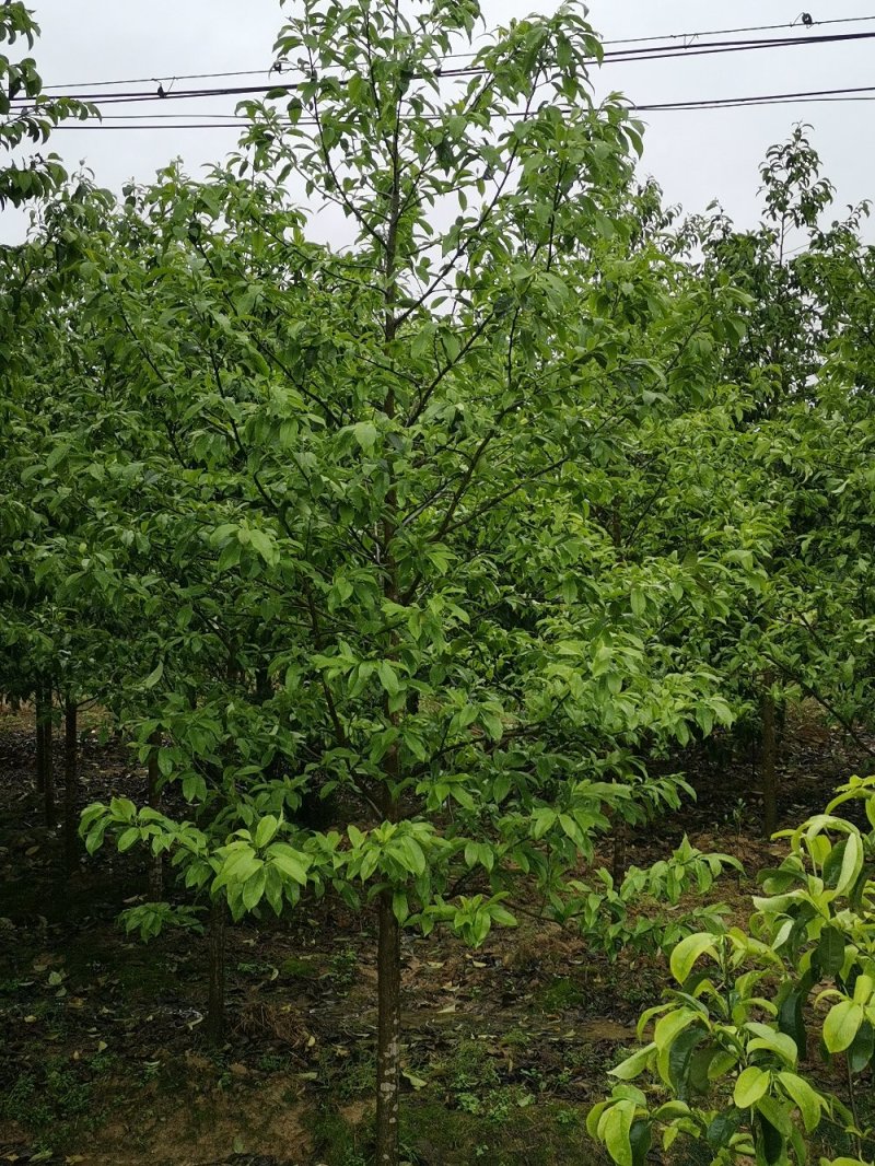 乐昌含笑景叶白兰湖南乐昌含笑3一20公分基地直销