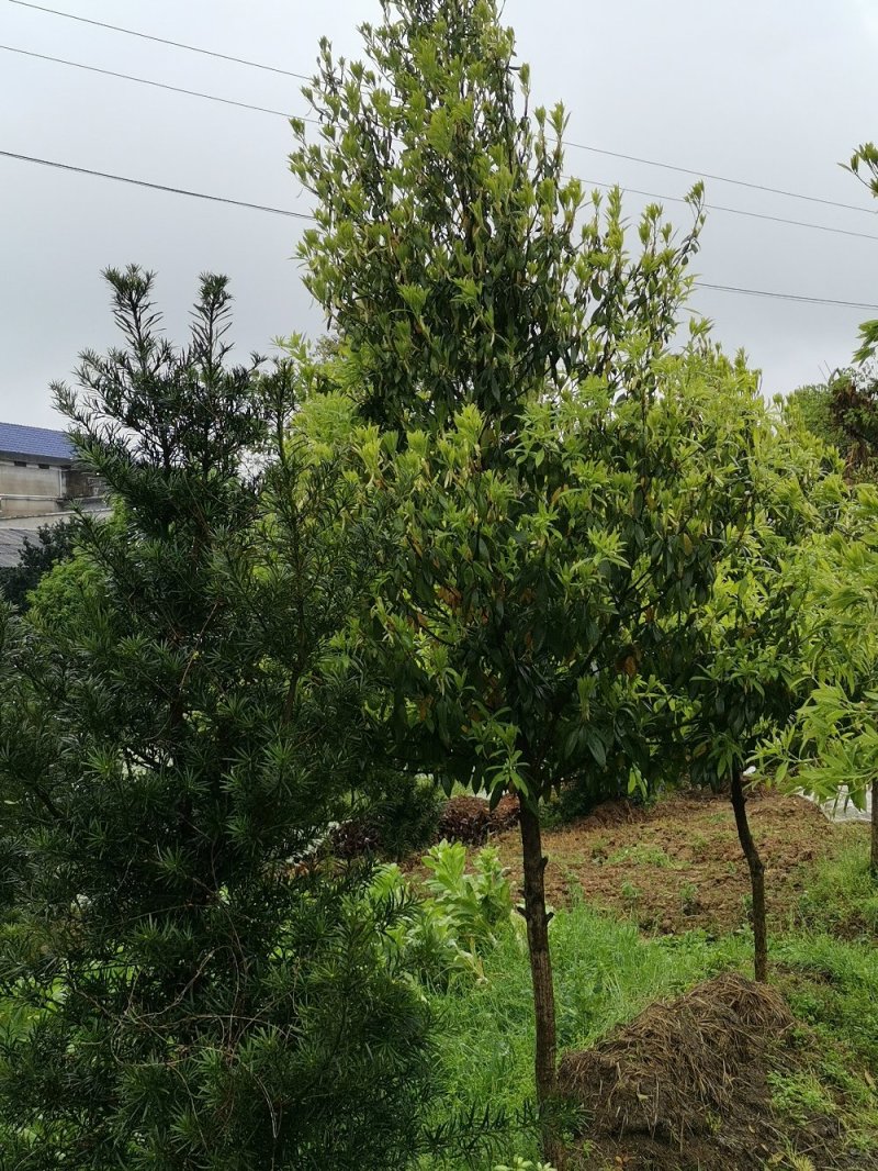 乐昌含笑景叶白兰湖南乐昌含笑3一20公分基地直销