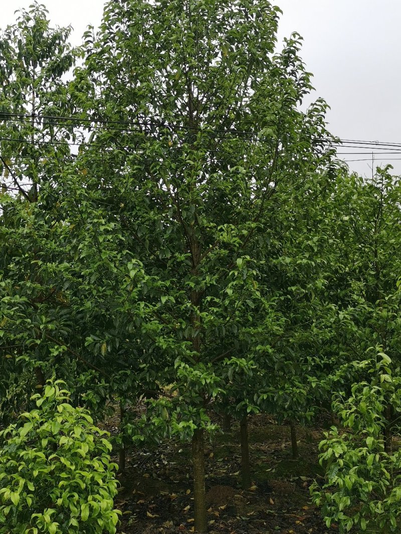 乐昌含笑景叶白兰湖南乐昌含笑3一20公分基地直销