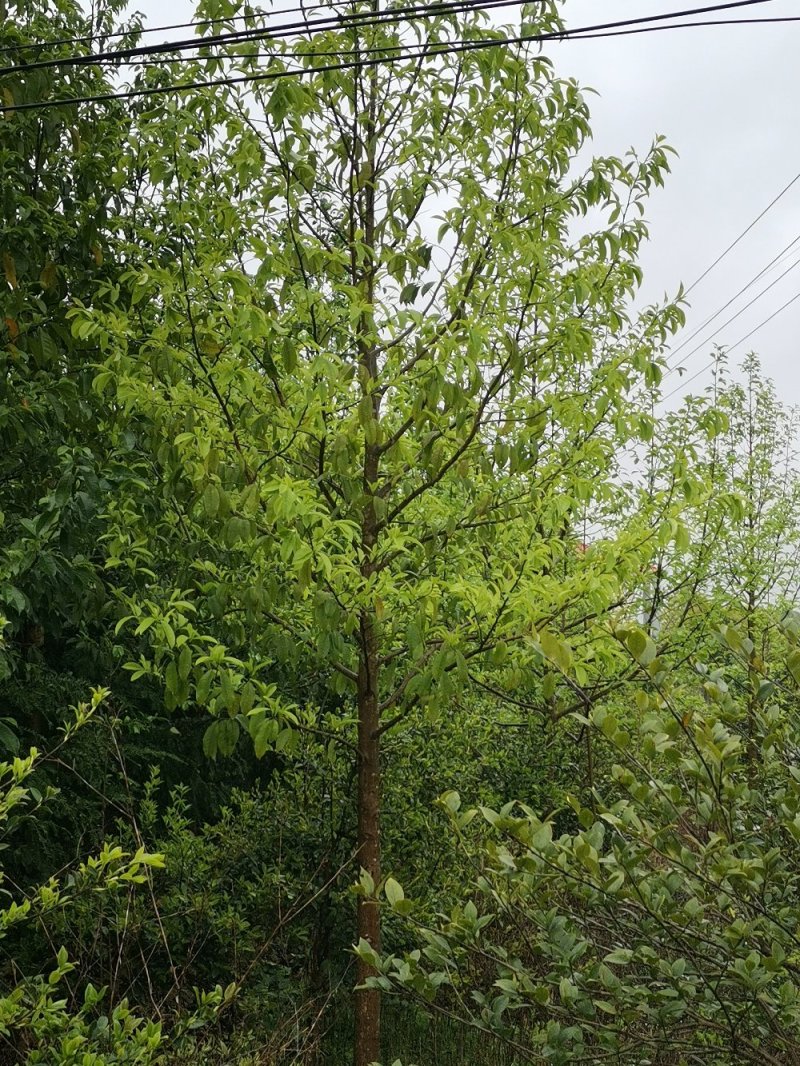 乐昌含笑景叶白兰湖南乐昌含笑3一20公分基地直销