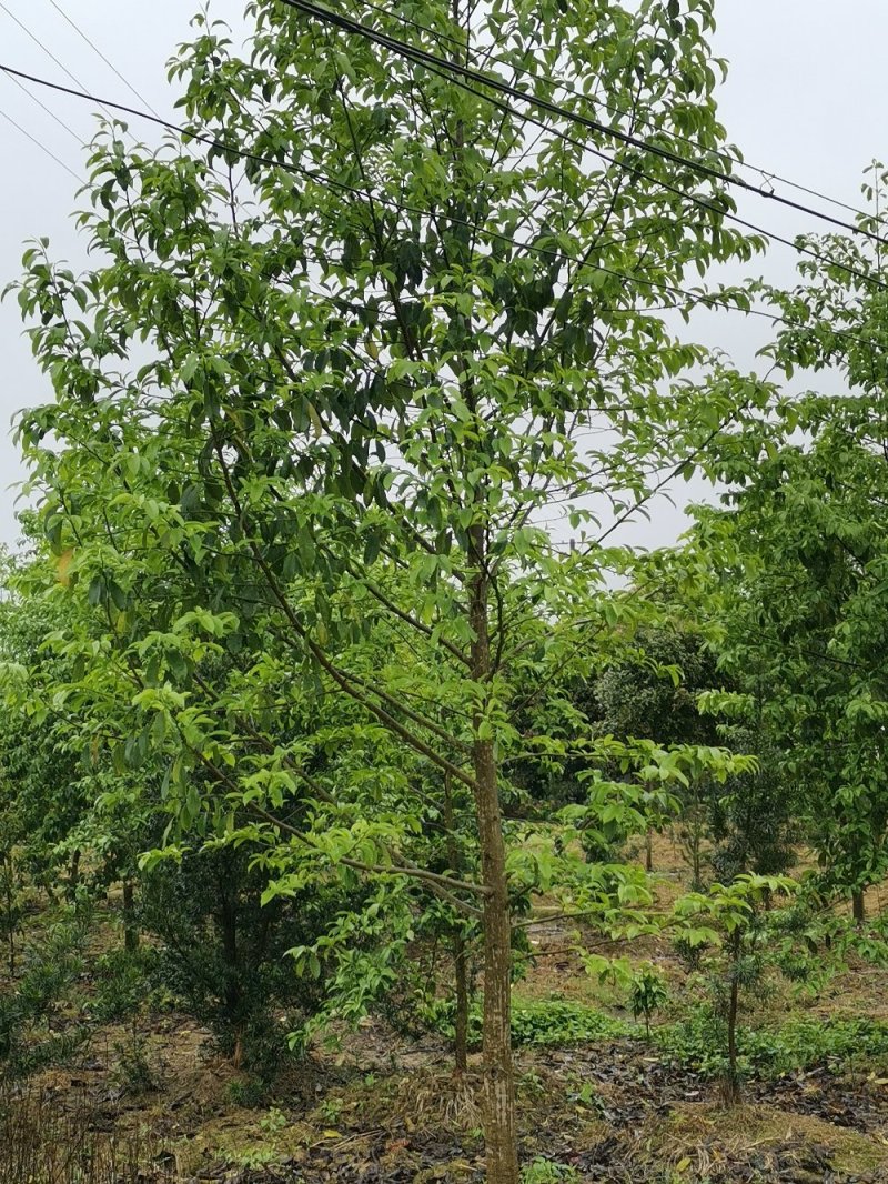乐昌含笑景叶白兰湖南乐昌含笑3一20公分基地直销