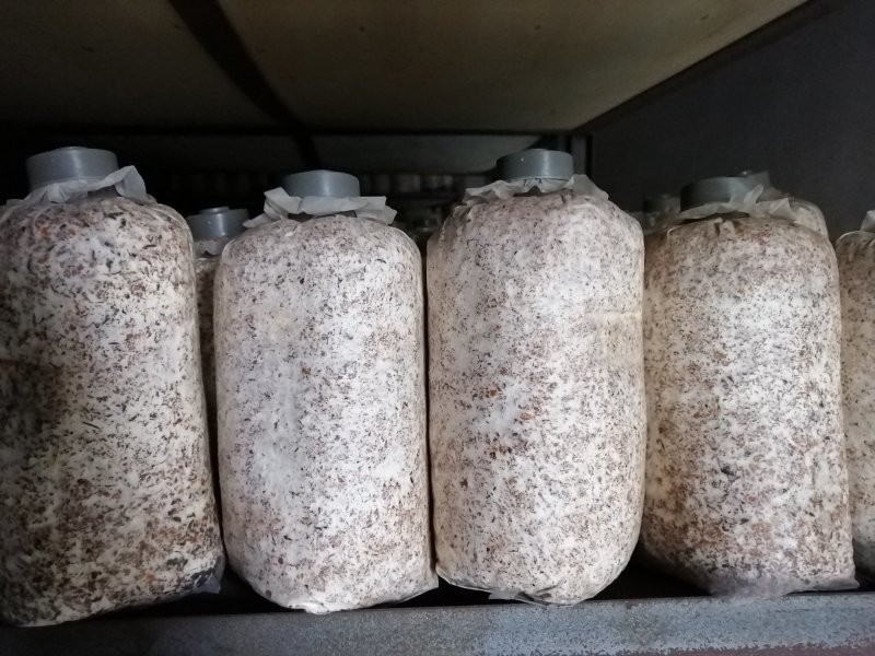 天麻棉籽壳萌发菌种（石斛小菇）