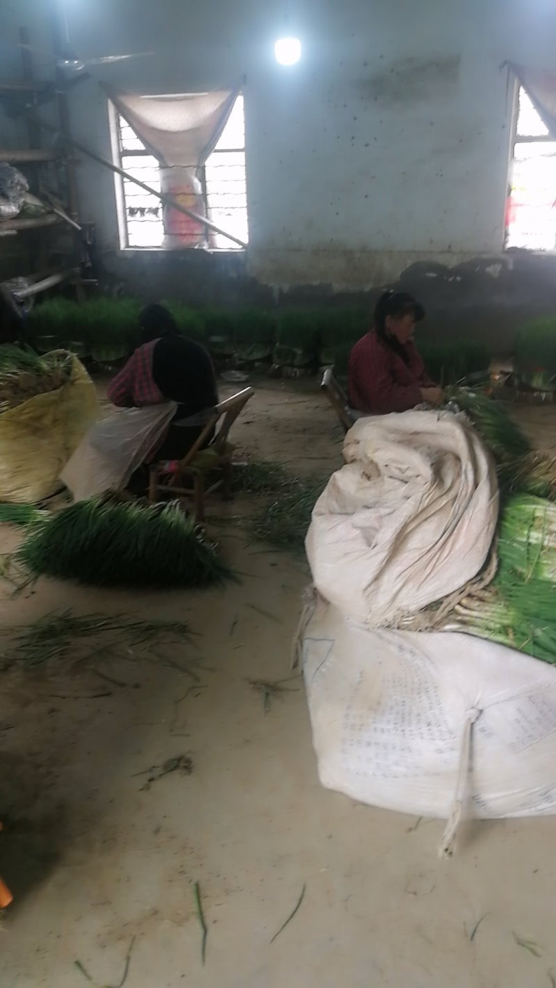 小葱，精加工新鲜本地干葱，不泡水