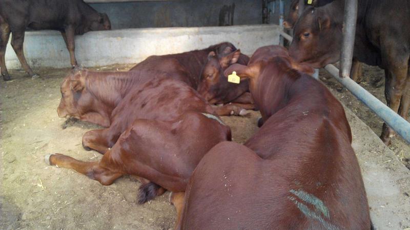 利木赞牛俗称法国吨牛长势快体型大出肉率高雪花肉