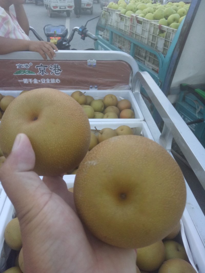 精品砀山酥梨，个大品质好，保证质量。欢迎电联！