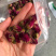 玫瑰花干玫瑰花蕾药用玫瑰花中药材11111111