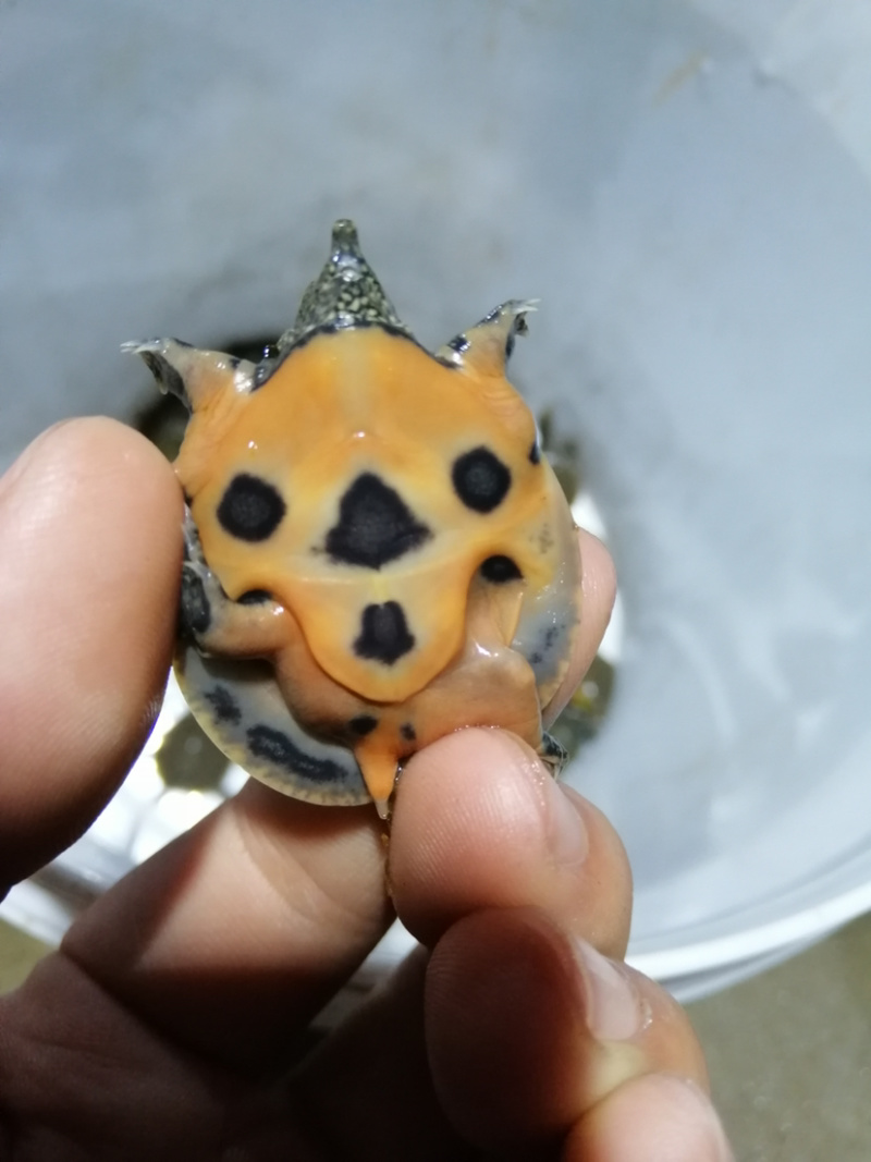 甲鱼苗规格齐全欢迎大量采购已训食料的。。