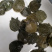 甲鱼苗规格齐全欢迎大量采购已训食料的。。