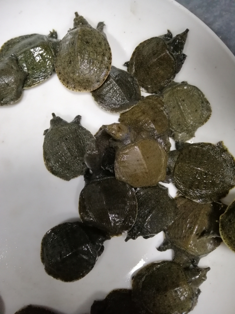 甲鱼苗规格齐全欢迎大量采购已训食料的。。
