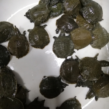 甲鱼苗规格齐全欢迎大量采购已训食料的。。