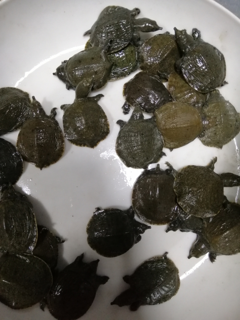 甲鱼苗规格齐全欢迎大量采购已训食料的。。