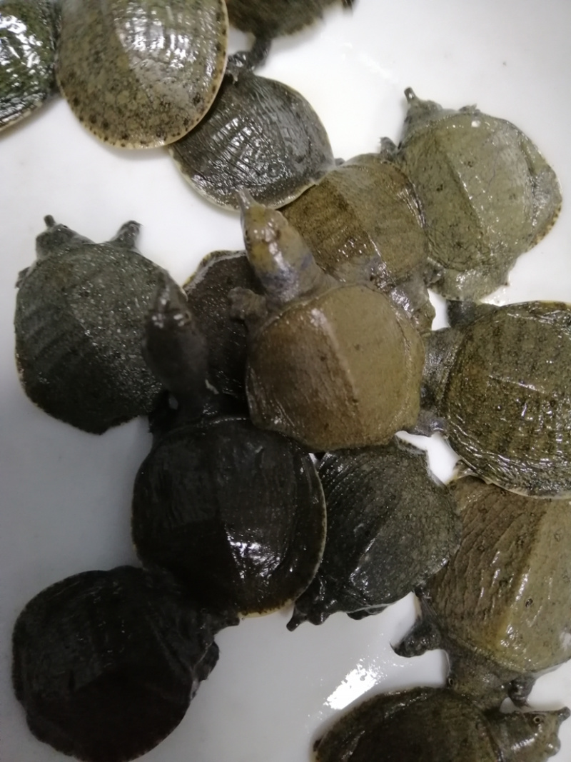 甲鱼苗规格齐全欢迎大量采购已训食料的。。