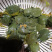 甲鱼苗规格齐全欢迎大量采购已训食料的。。