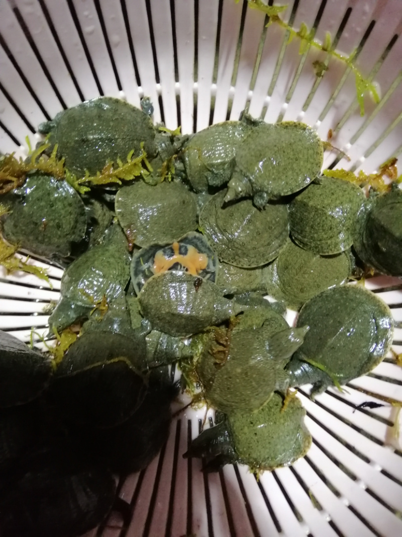 甲鱼苗规格齐全欢迎大量采购已训食料的。。