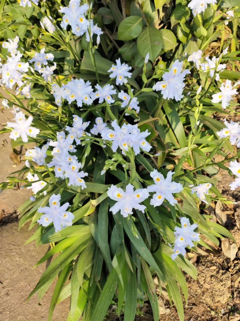 鸢尾蓝花鸢尾白花鸢尾德国鸢尾苗青数足根好