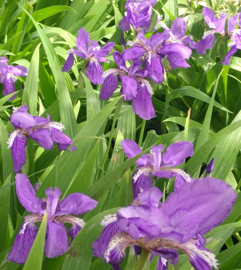 鸢尾蓝花鸢尾白花鸢尾德国鸢尾苗青数足根好