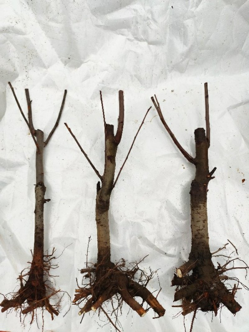 海棠花苗盆景海棠庭院阳台种植观叶观花植物