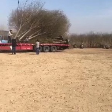 大量供应国槐白蜡价格面议