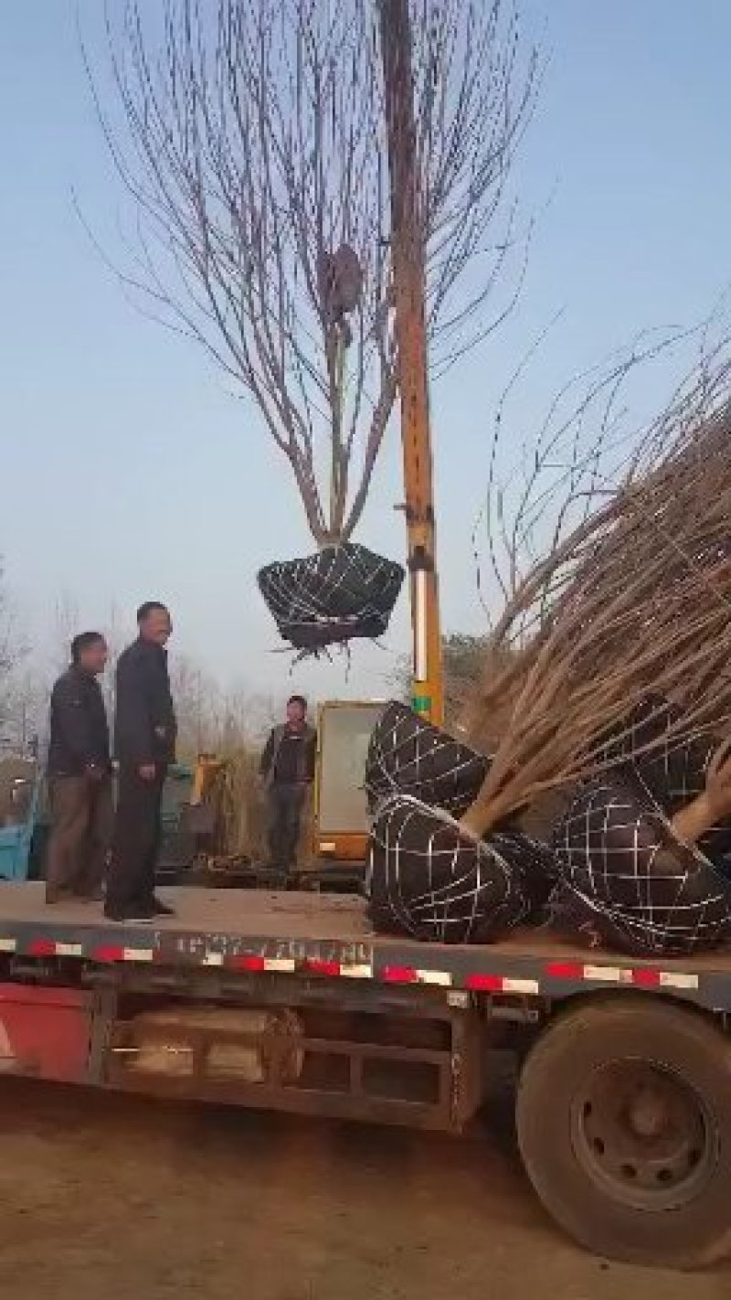 大量供应国槐白蜡价格面议