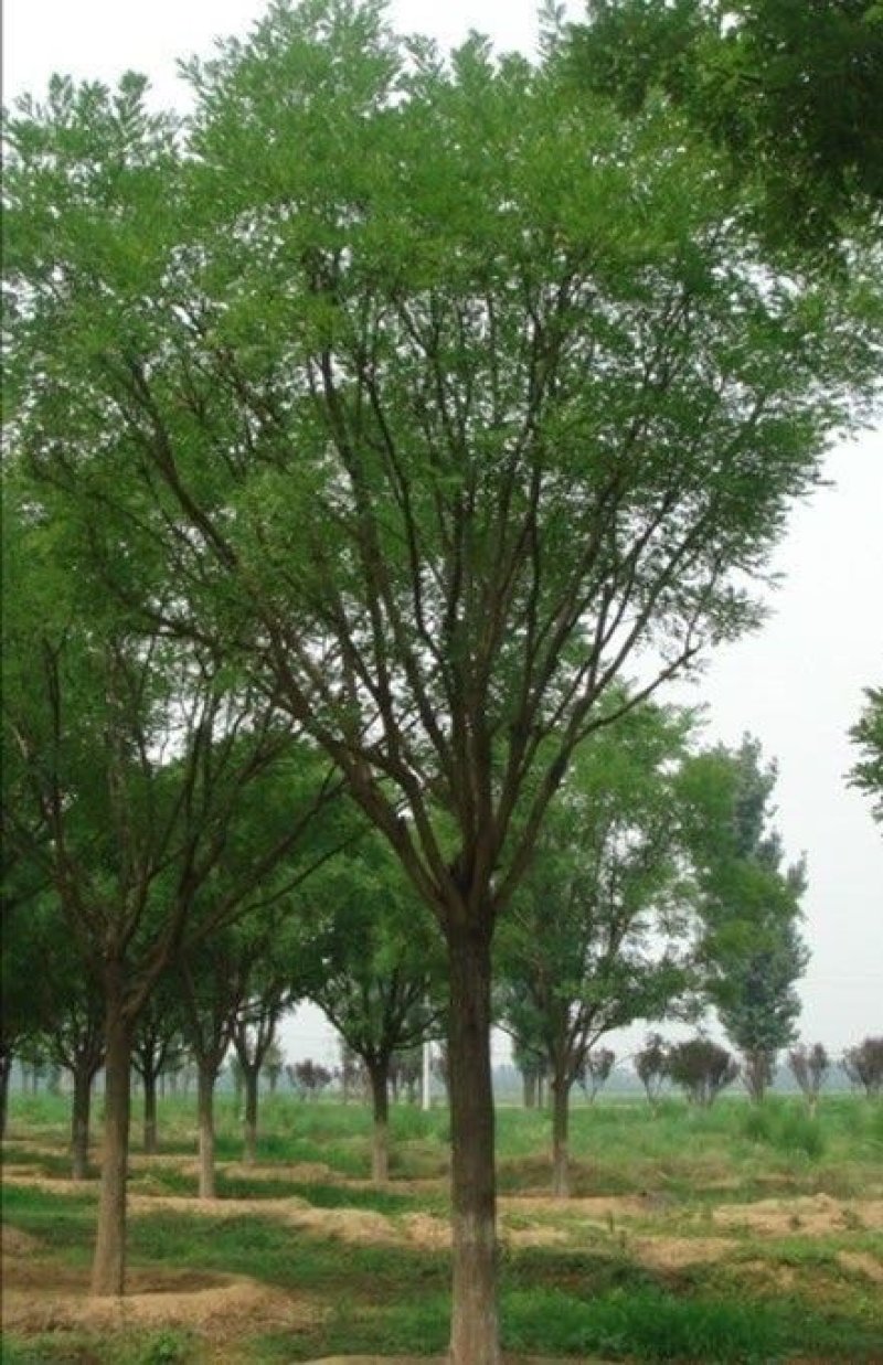 大量供应国槐白蜡价格面议