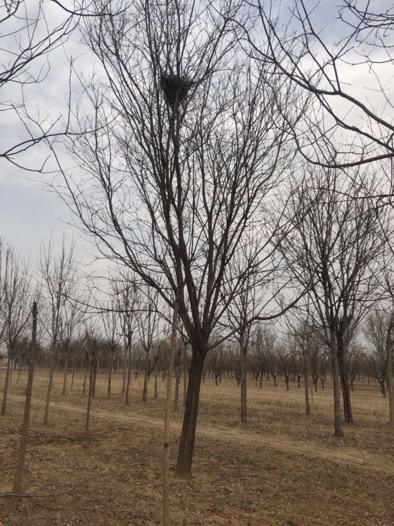 大量供应国槐白蜡价格面议