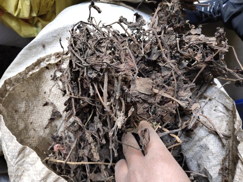 鱼腥草不含邮费50公斤起