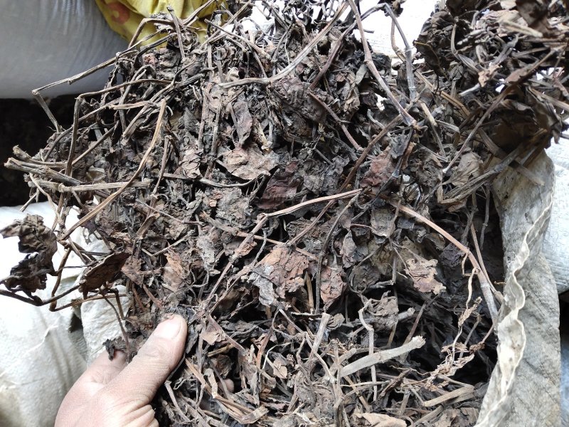 鱼腥草不含邮费50公斤起