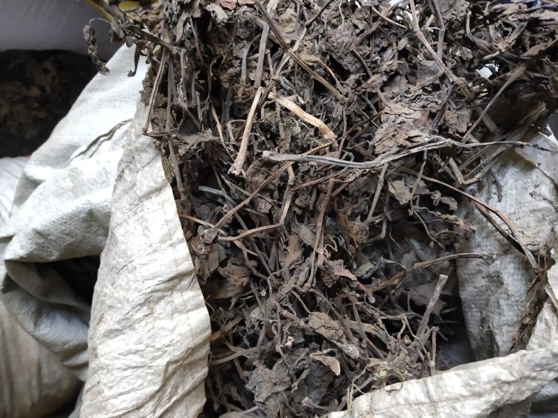 鱼腥草不含邮费50公斤起