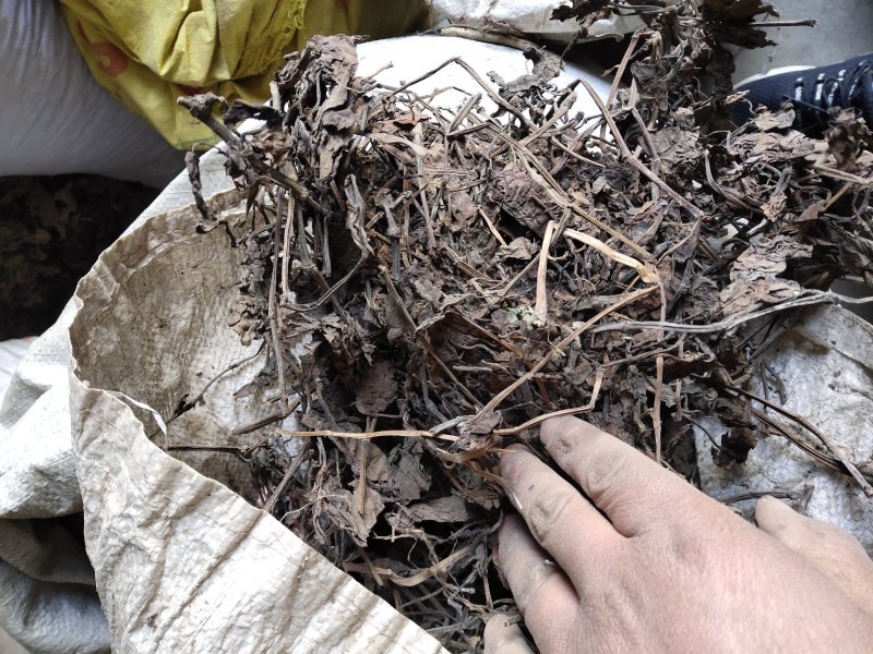 鱼腥草不含邮费50公斤起