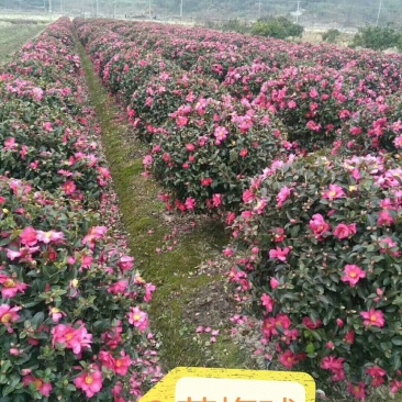 茶梅茶梅芽苗地苗杯苗小毛球湖南茶梅苗茶梯基地直发