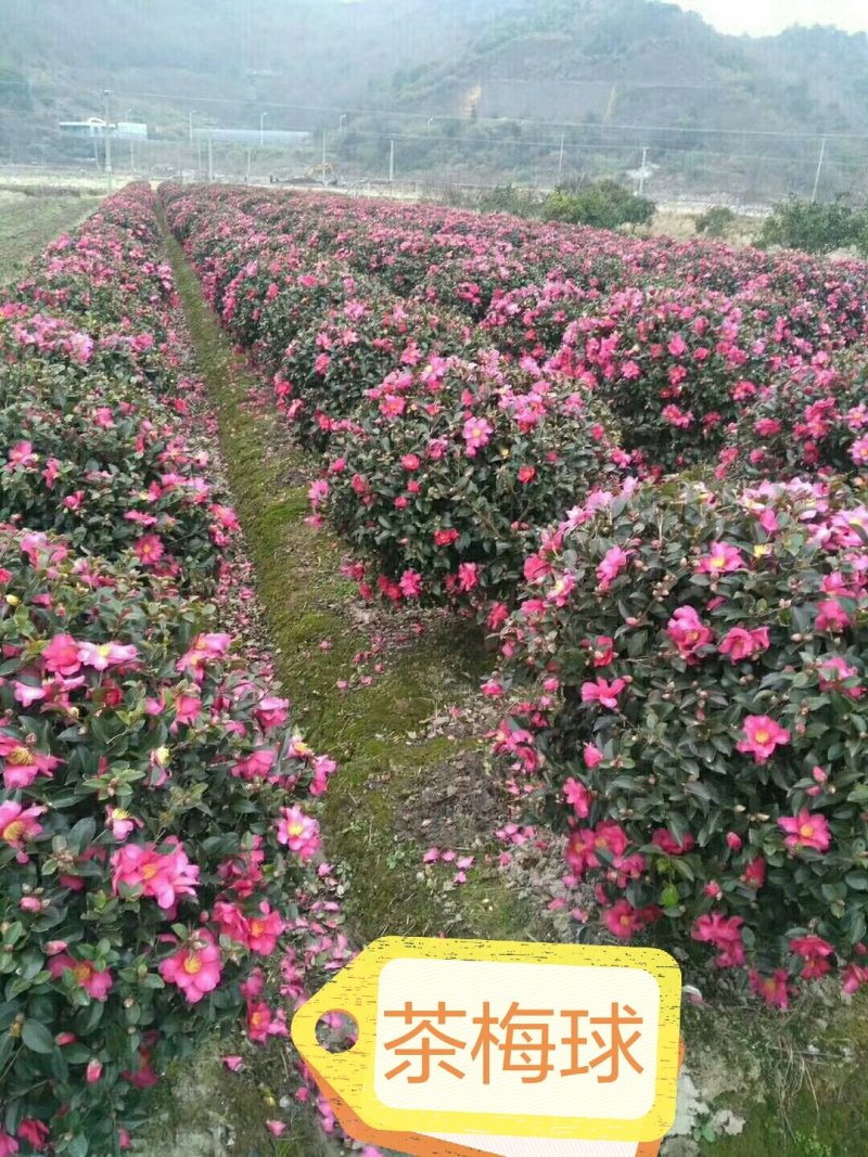 茶梅茶梅芽苗地苗杯苗小毛球湖南茶梅苗茶梯基地直发