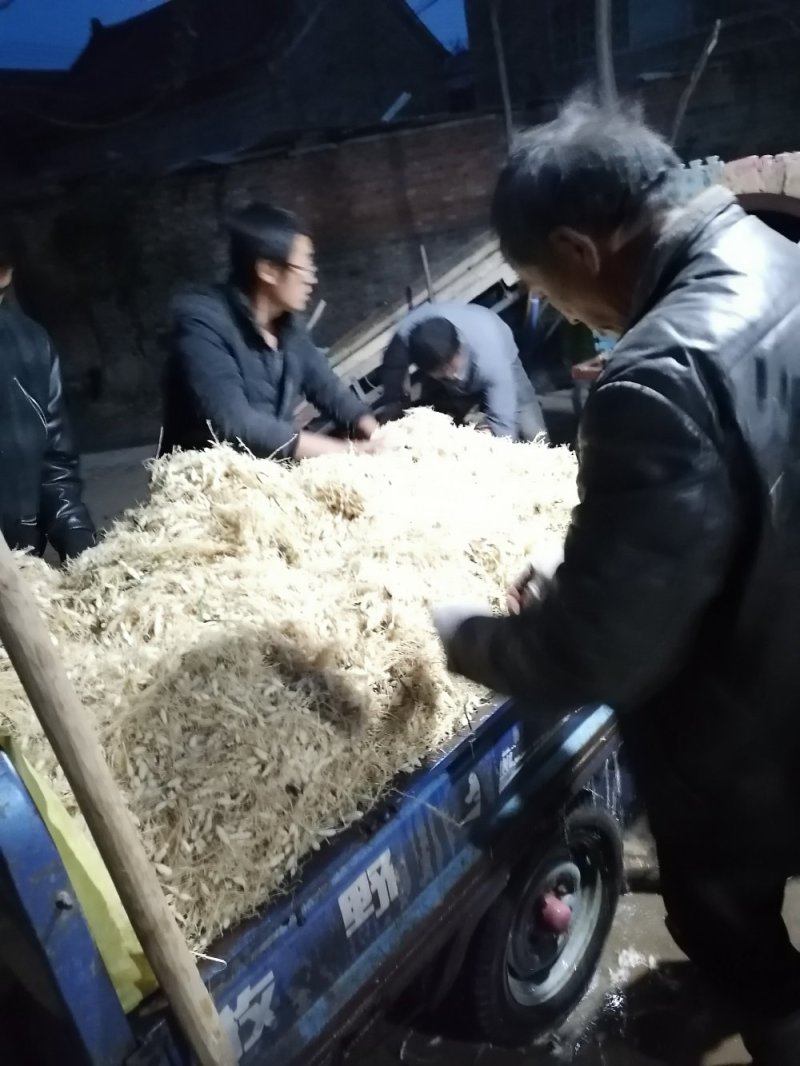 基地批发鲜麦冬，正在上市中，欢迎光临，新鲜精品鲜净麦冬。