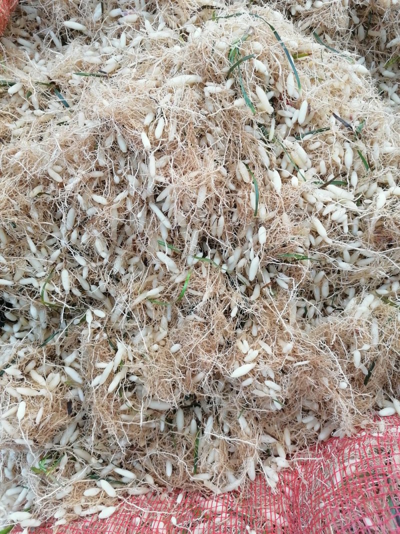 基地批发鲜麦冬，正在上市中，欢迎光临，新鲜精品鲜净麦冬。