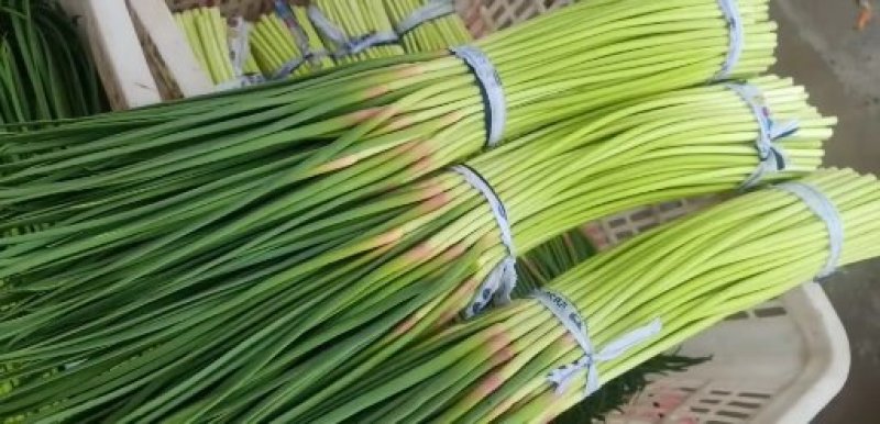 大量供应，红帽蒜薹，走市场，入冷库里面，欢迎联系