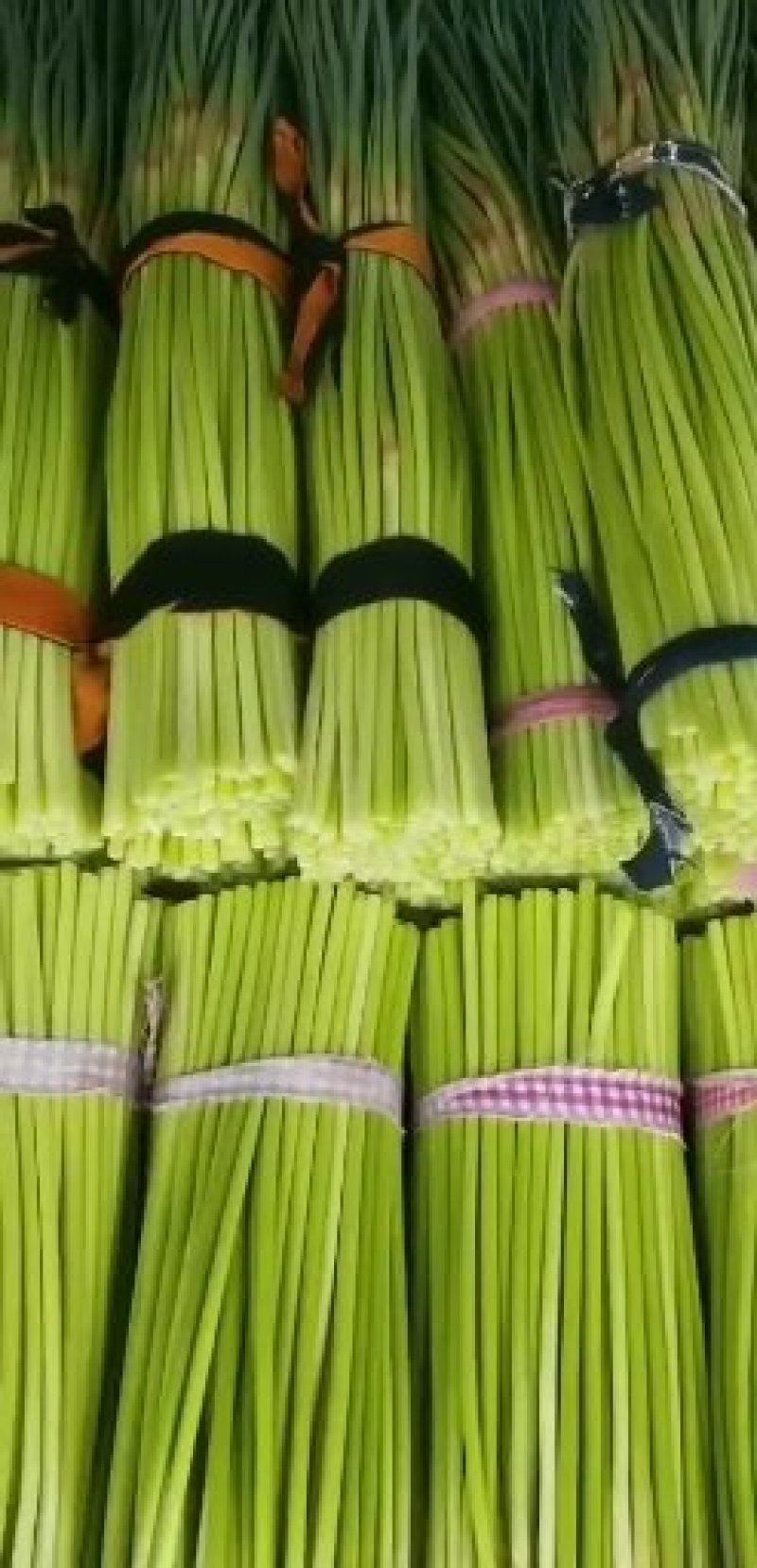大量供应，红帽蒜薹，走市场，入冷库里面，欢迎联系