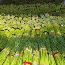 大量供应，红帽蒜薹，走市场，入冷库里面，欢迎联系