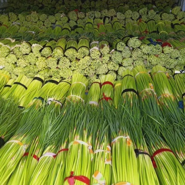 大量供应，红帽蒜薹，走市场，入冷库里面，欢迎联系