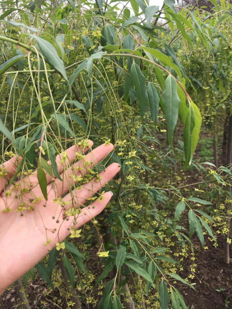 陕西西安金丝吊蝴蝶，摇钱树，可视频看货，产地直供
