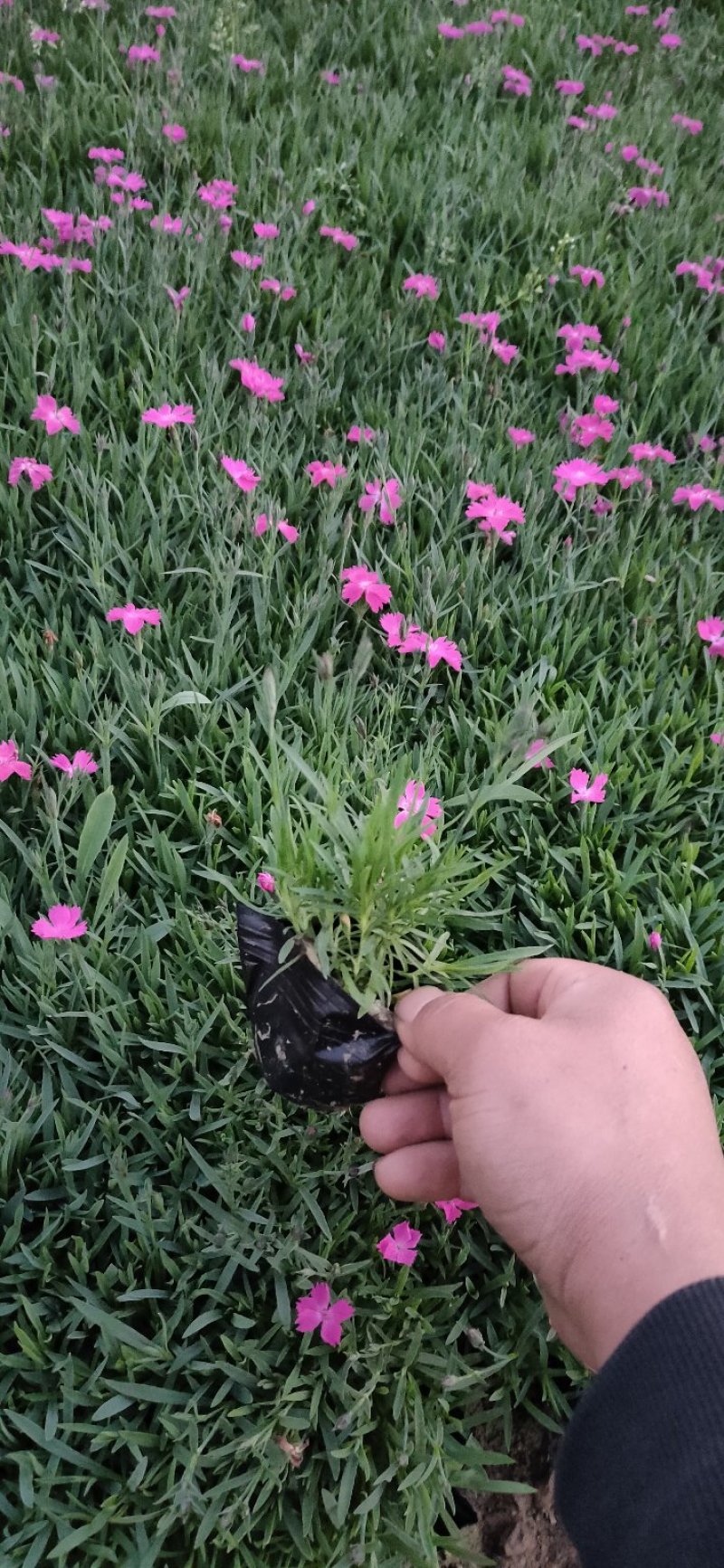 欧石竹