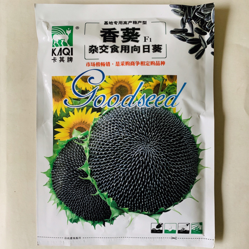 大头向日葵种子葵花籽种子观赏食用抗病高产出油量大