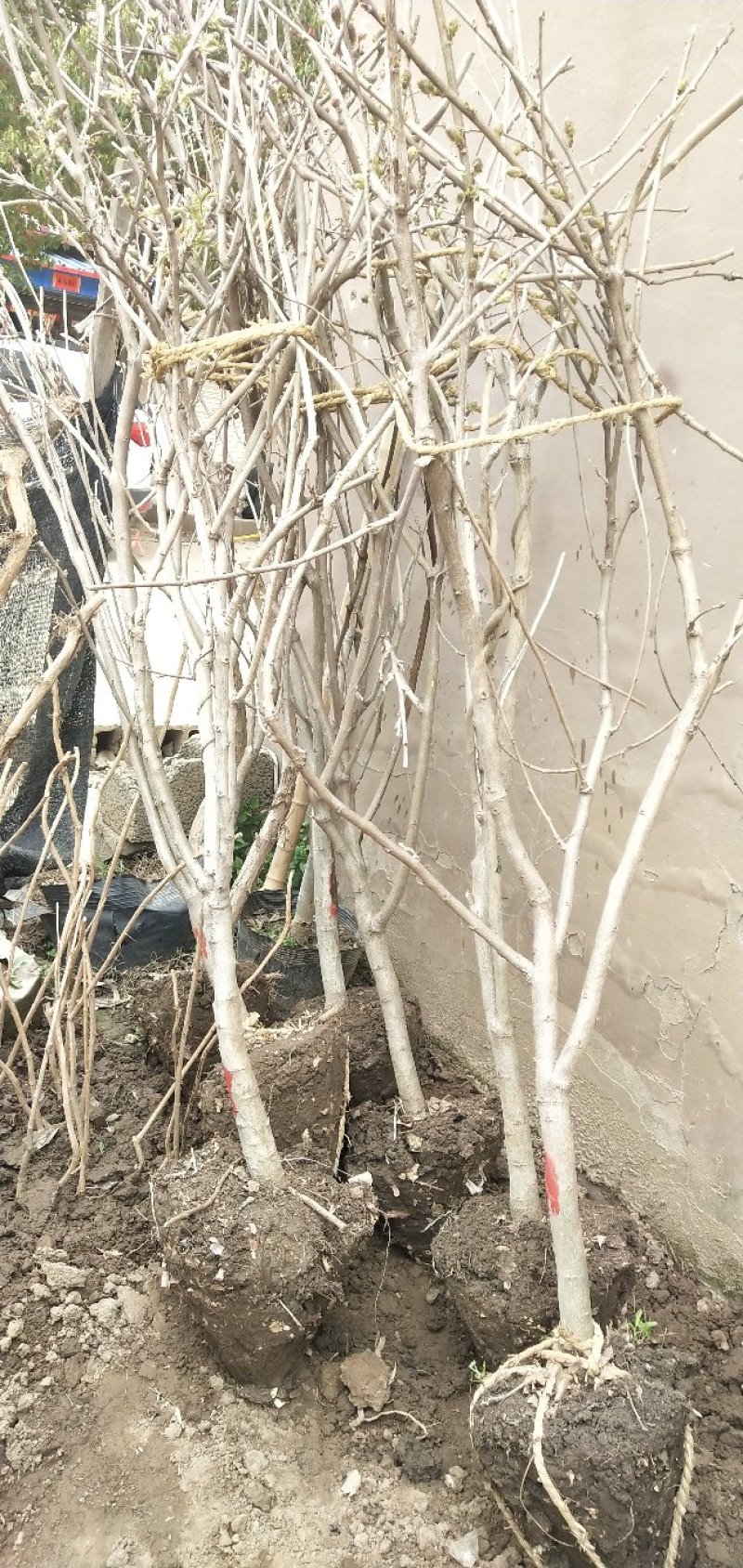 紫藤爬藤植物，多做庭院或园林棚架，规格齐全