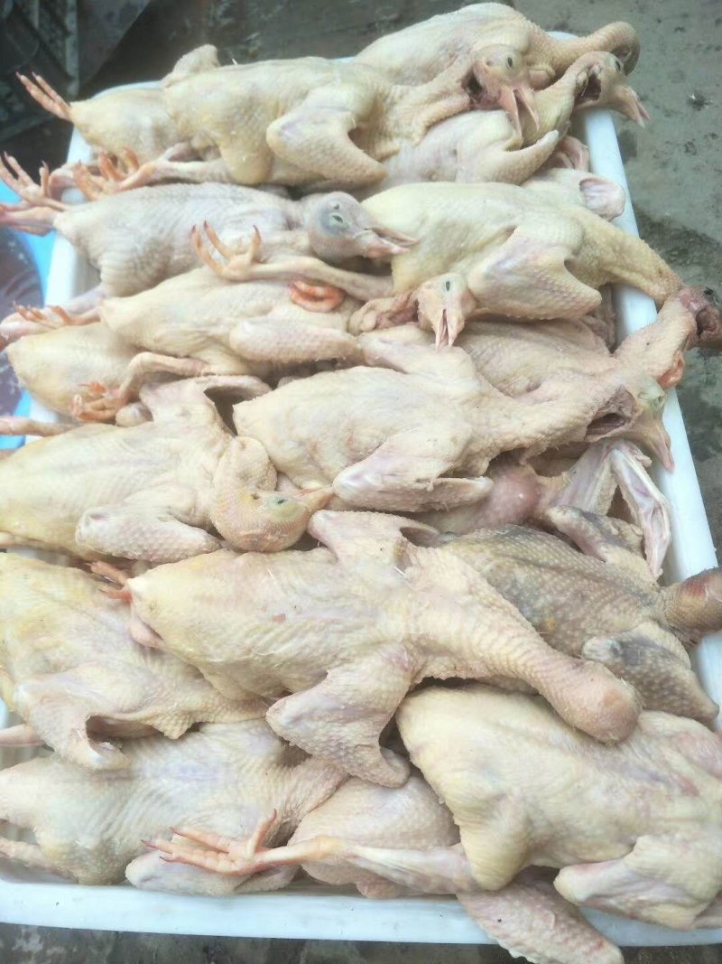 优质乳鸽，白色的，花的等等
