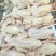 优质乳鸽，白色的，花的等等